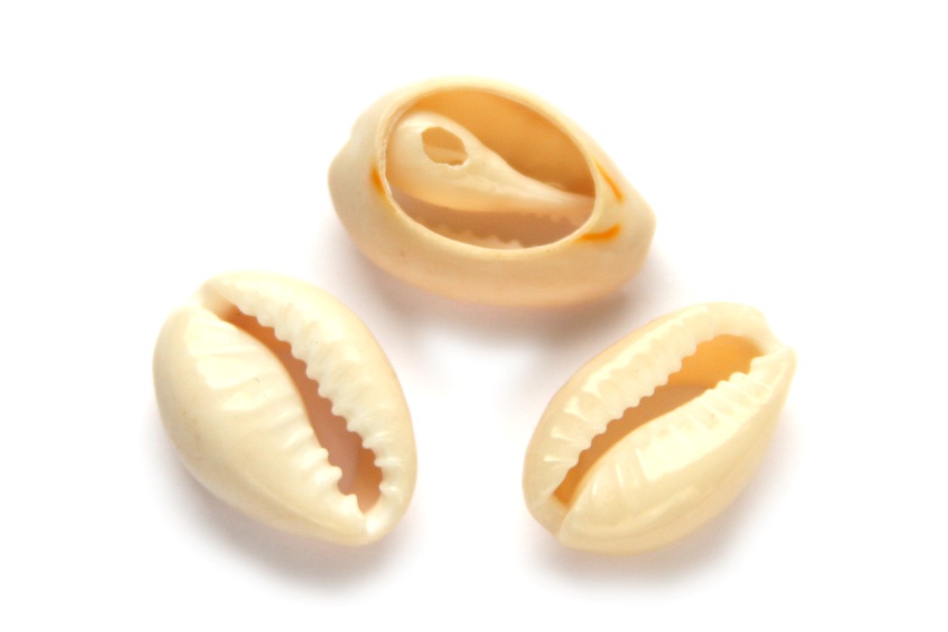 Cowrie Shell bead connector, large, 18-20mm, Ivory, 25 gr